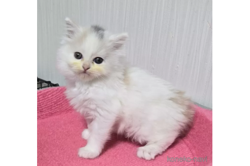 成約済の福岡県のスコティッシュフォールド-100625の5枚目